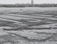 Bestand:Zeegerst.jpg