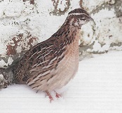 Bestand:Kwartel.jpg