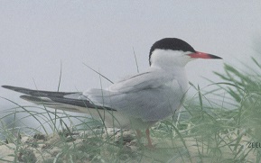 Bestand:Visdief.jpg