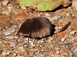 Bestand:Dwergspitsmuis1.jpg