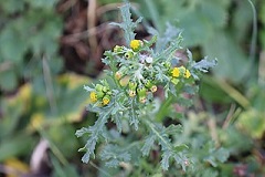 Bestand:Kruiskruid.jpg