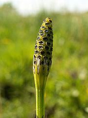 Bestand:Lidrus.jpg