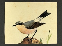 Bestand:Tapuit.jpg