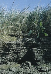 Bestand:Strandkweek.jpg