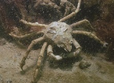 Bestand:Spinkrab.jpg