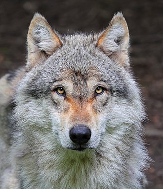Bestand:Wolf1.jpg