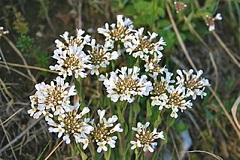 Bestand:Krodde.jpg