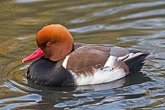 Bestand:Krooneend.jpg