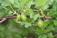 Bestand:Kruisbes8.jpg
